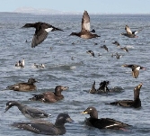 https://upload.wikimedia.org/wikipedia/commons/thumb/3/3a/Velvet_Scoter_from_the_Crossley_ID_Guide_Britain_and_Ireland.jpg/640px-Velvet_Scoter_from_the_Crossley_ID_Guide_Britain_and_Ireland.jpg?1612794967007